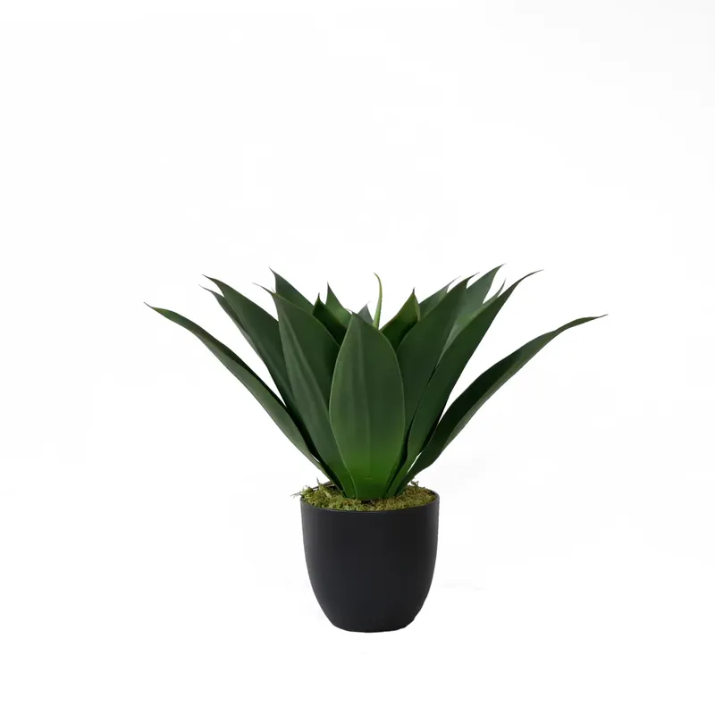 人工アロエベラ盆栽（コンダ・バーバデンシス・ミラー種）プラス - Aloe Vera Pot のレビューと価格