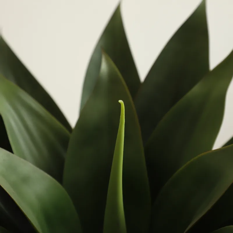 人工アロエベラ盆栽（コンダ・バーバデンシス・ミラー種）プラス - Aloe Vera Pot のレビューと価格